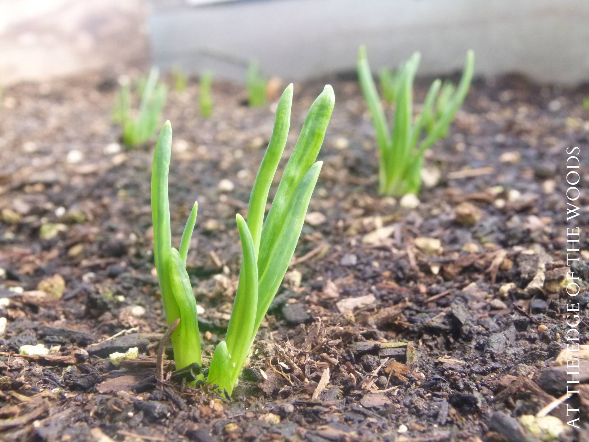 sprouting ginger in homestead greenhouse