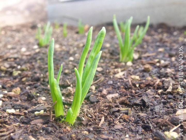 sprouting ginger in homestead greenhouse
