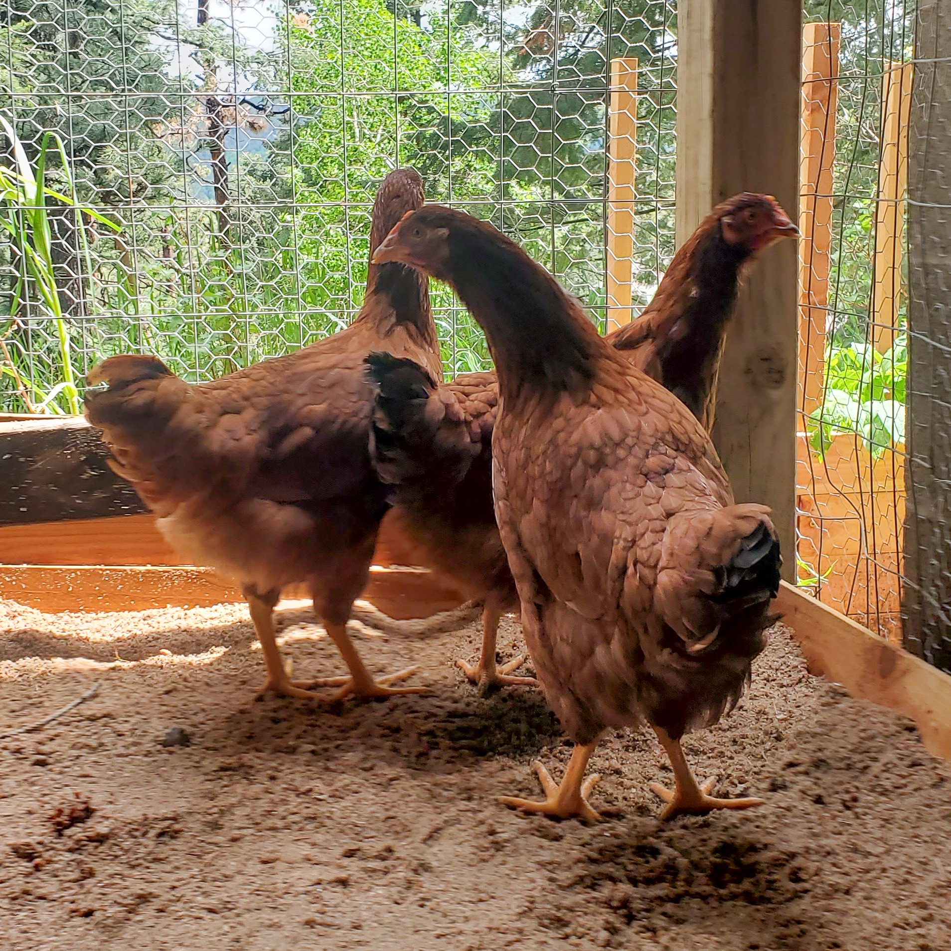 Backyard Chickens