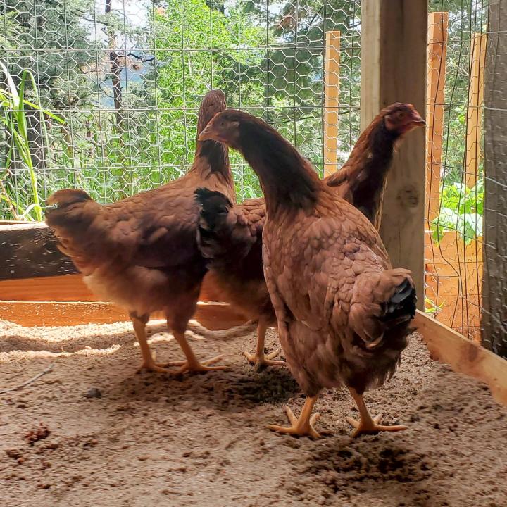 Backyard Chickens