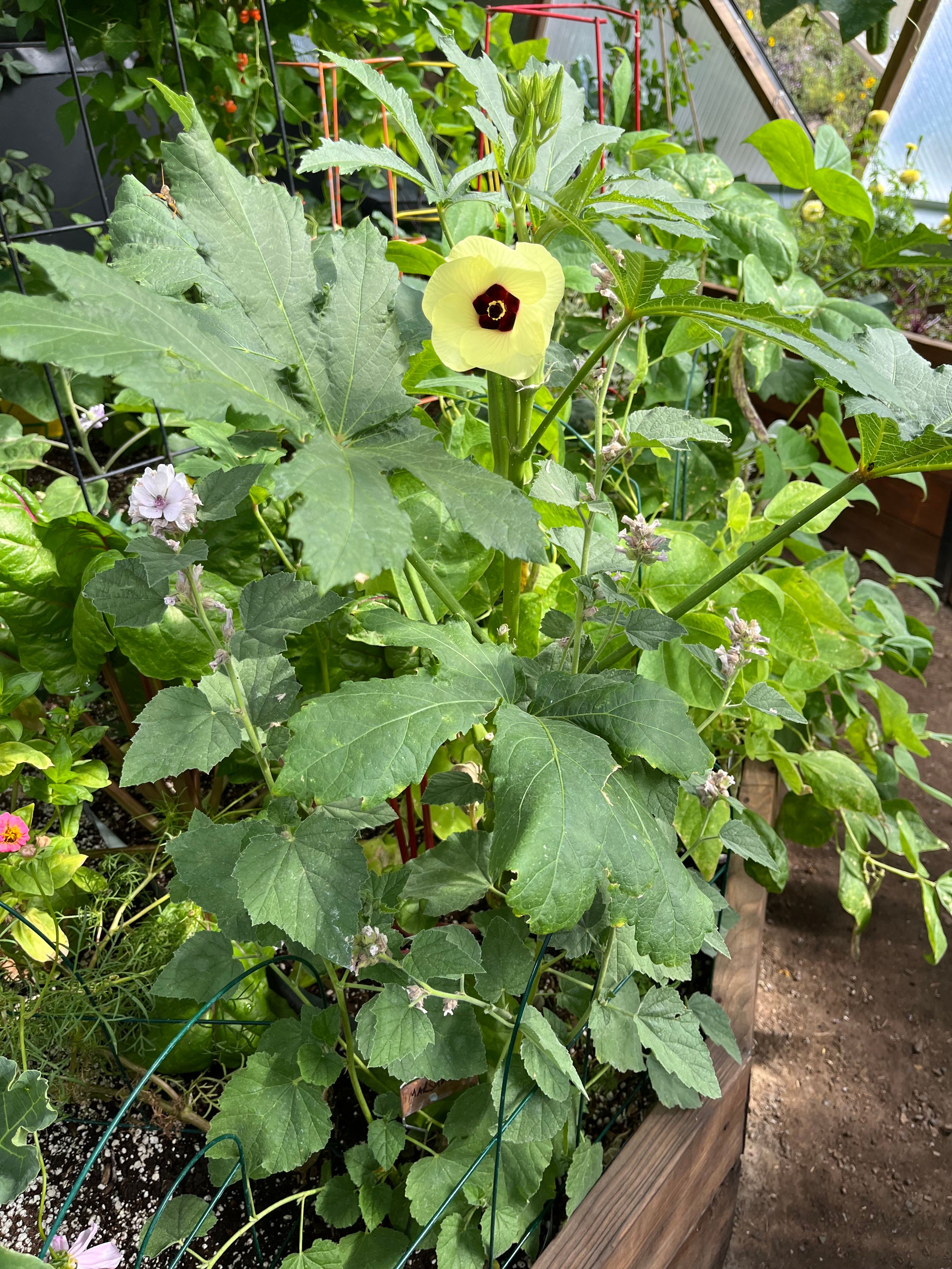 okra plant yellow flower growing in a greenhouse