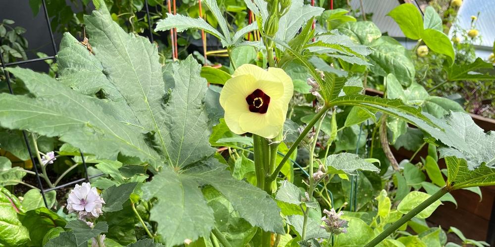 okra plant yellow flower growing in a greenhouse