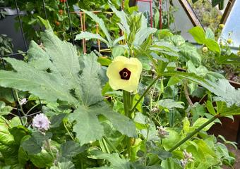okra plant yellow flower growing in a greenhouse