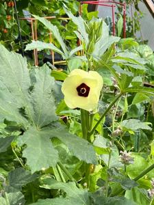 okra plant yellow flower growing in a greenhouse
