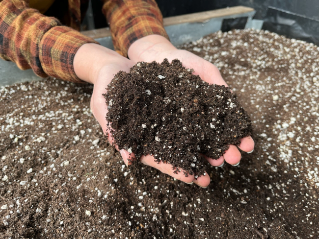 Hands holding a scoop of dark moist soil with perlite