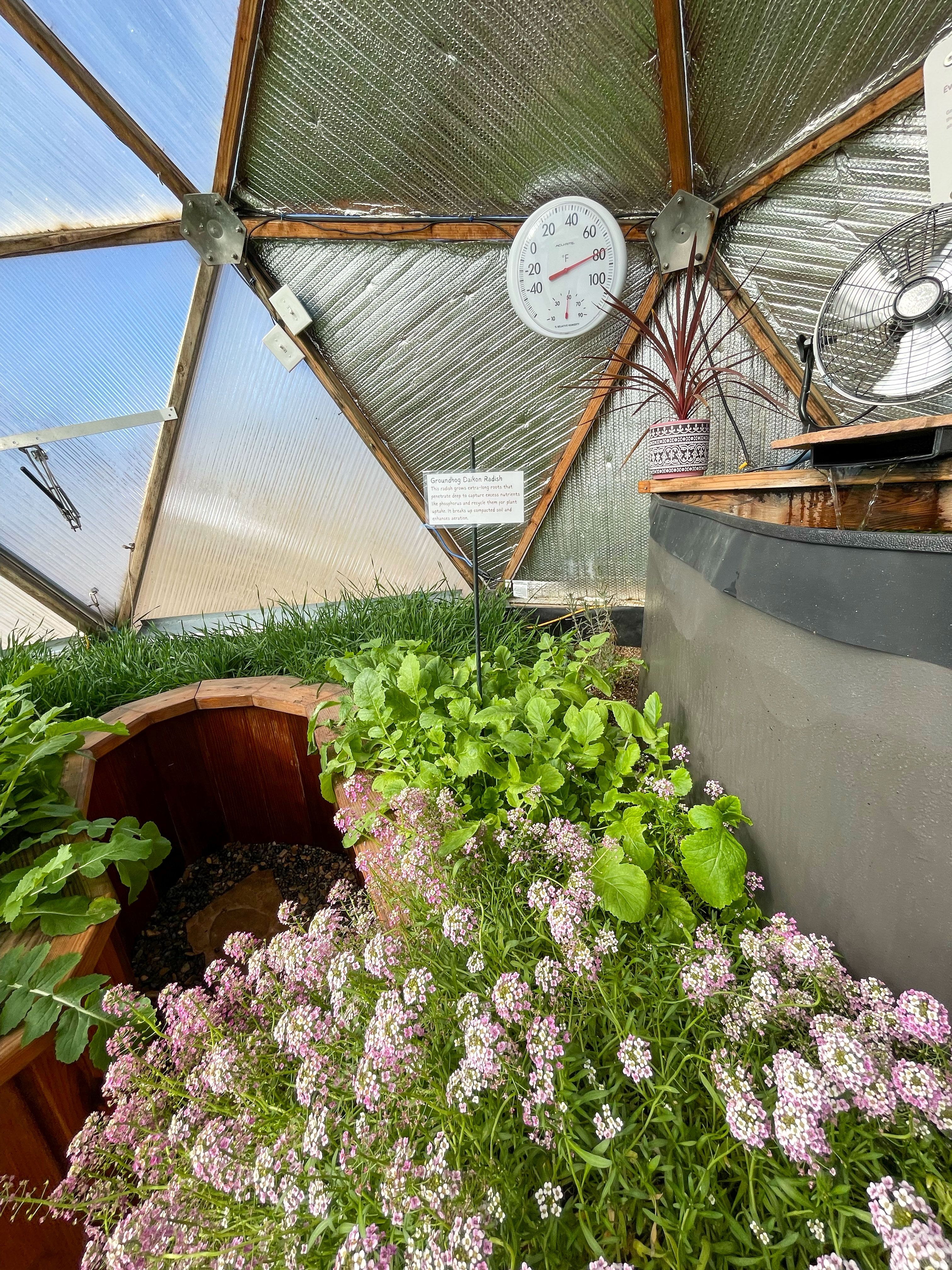 inside 18' Growing Dome greenhouse with cover crops planted and a HAF fan above the pond