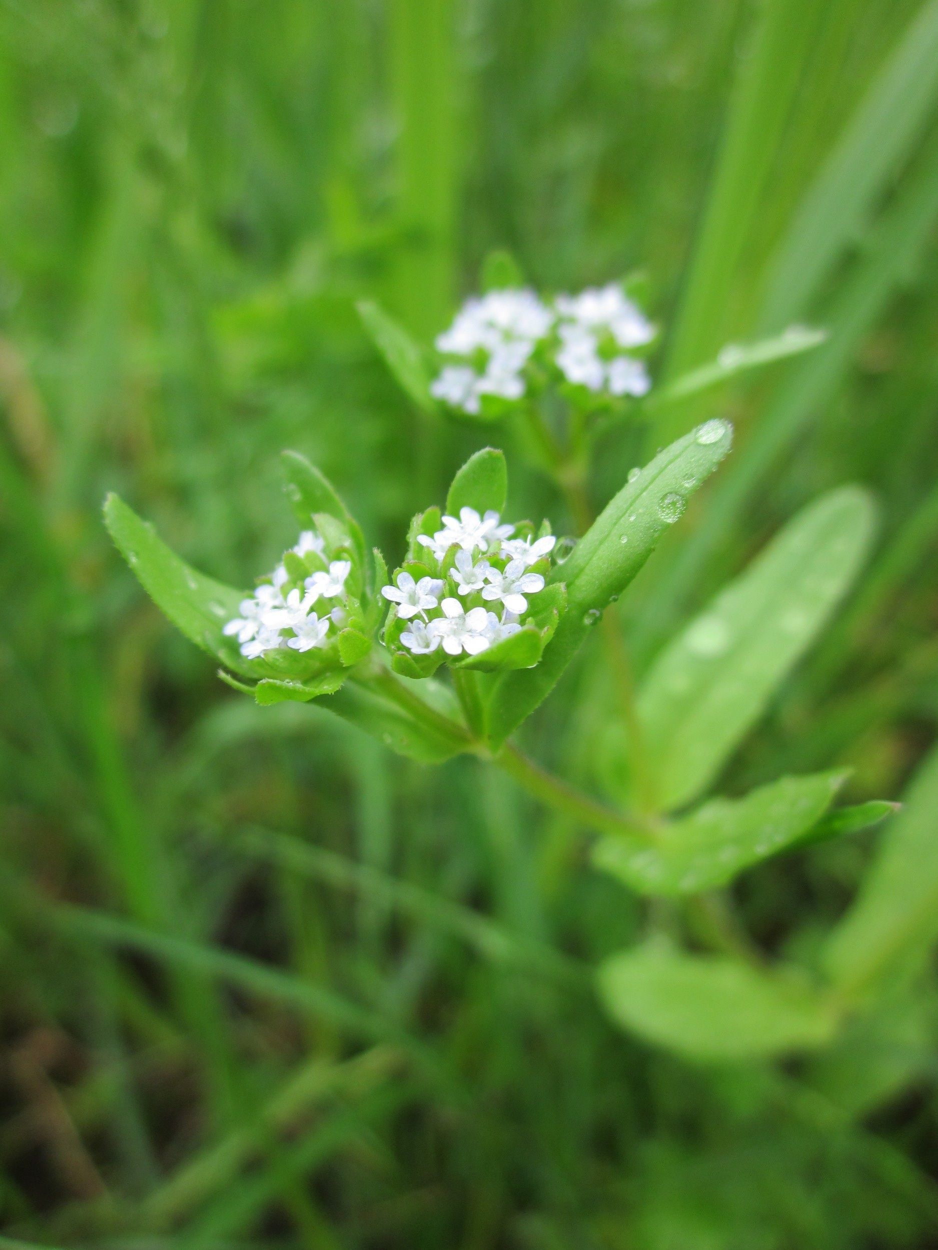 white mâche flowers blooming on a plant