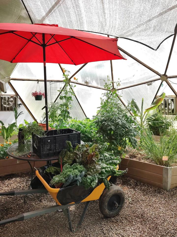 Greenhouse produce for donation