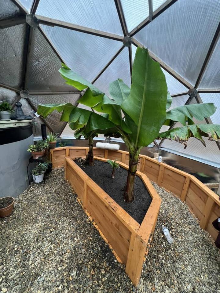 banana plants of different sizes growing in the center raised bed of a geodesic greenhouse February 2023