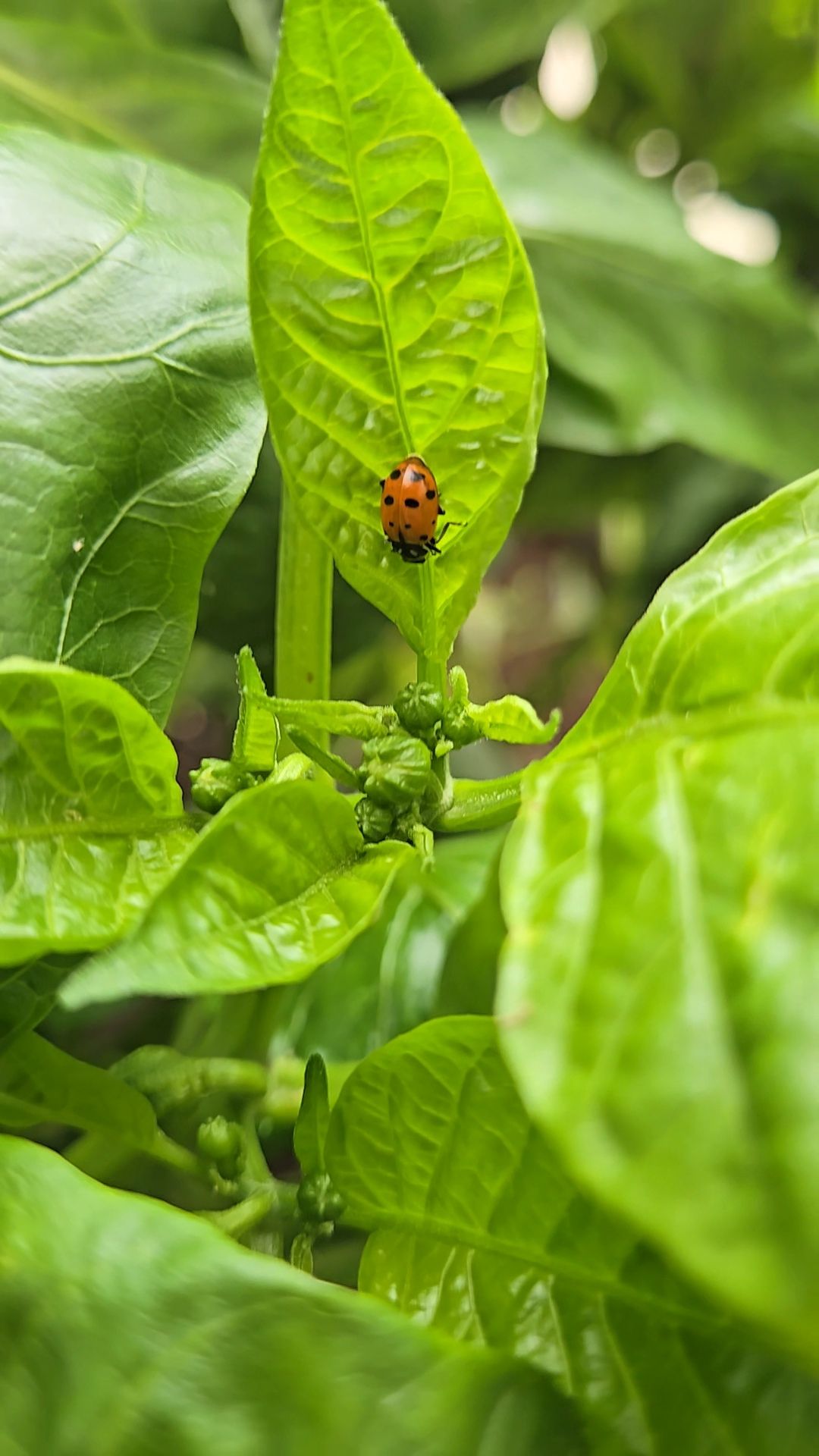 ladybug crawling on a bright green plant leaf