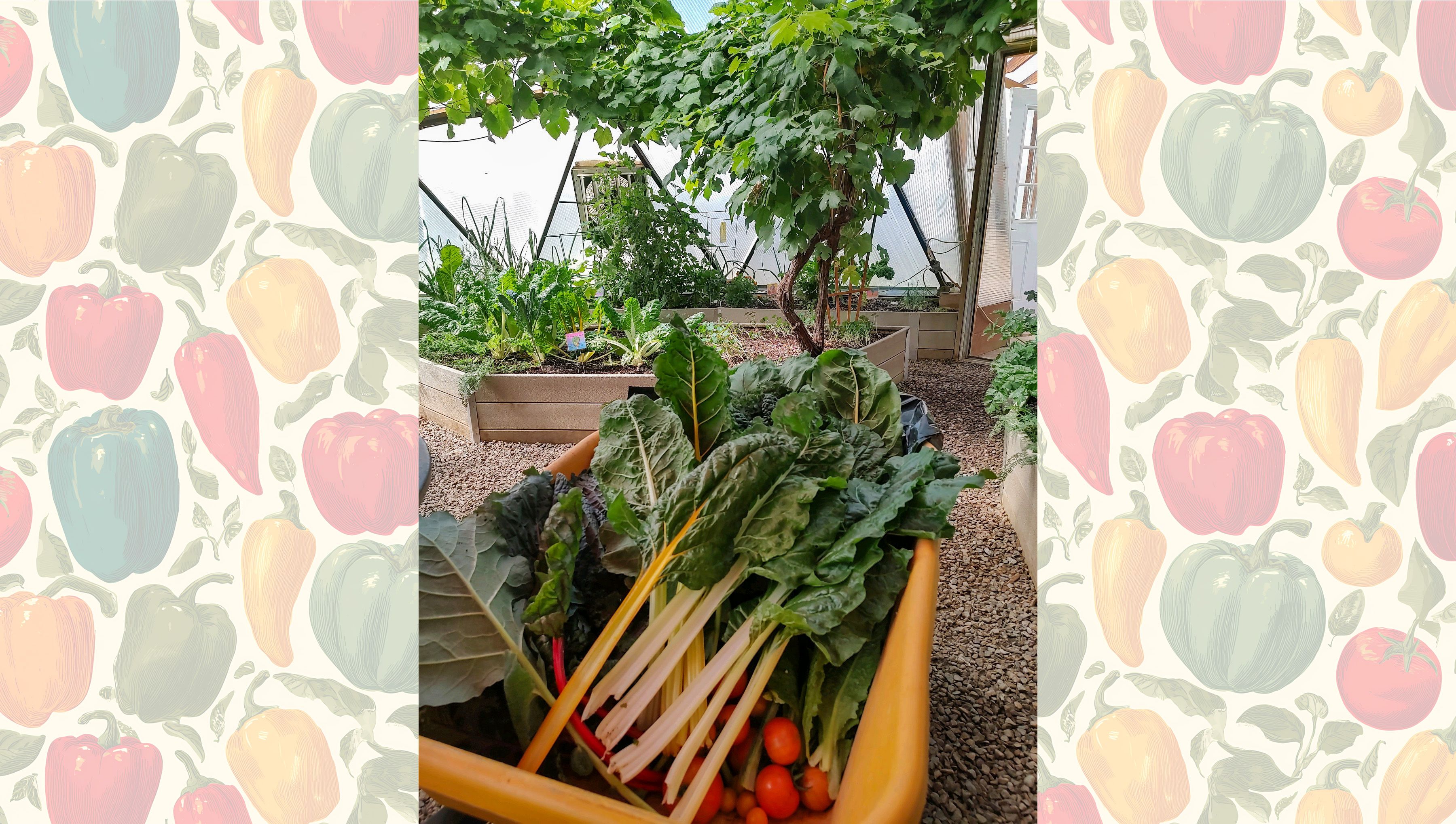 chard and tomatoes in a wheelbarrow in a productive greenhouse