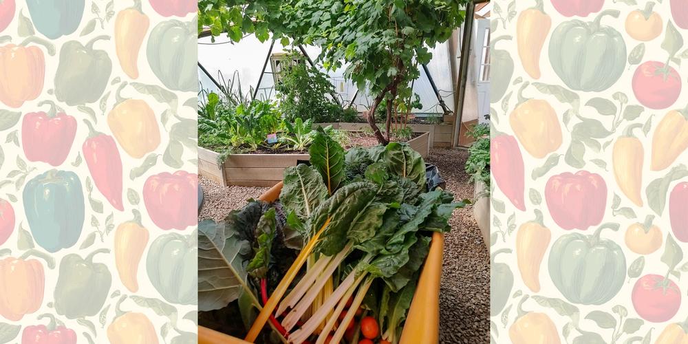 chard and tomatoes in a wheelbarrow in a productive greenhouse