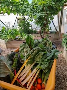 chard and tomatoes in a wheelbarrow in a productive greenhouse