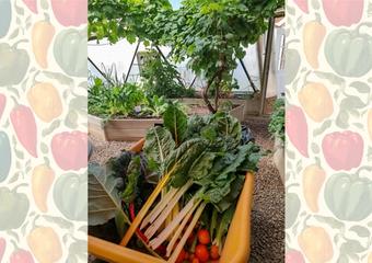 chard and tomatoes in a wheelbarrow in a productive greenhouse