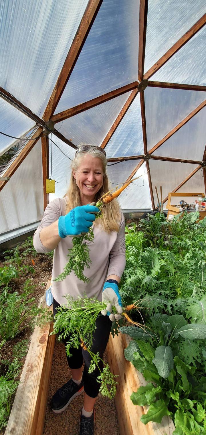 Liz harvesting carrots in our greenhouse
