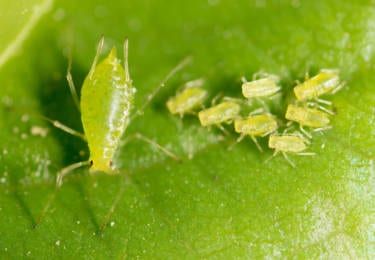 a large aphid with smaller aphids on a leaf
