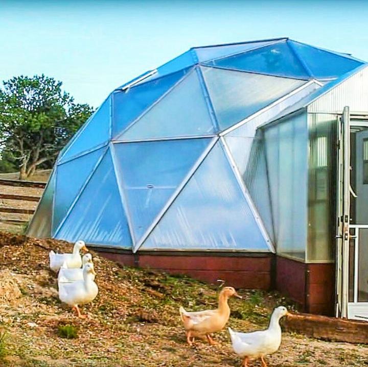 ducks outside of a growing dome greenhouse