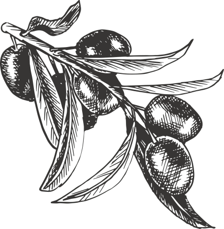 Olive illustration