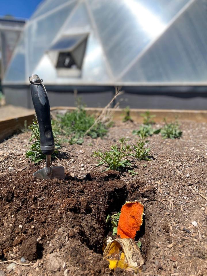 a hole dug in the dirt of an outdoor raised bed with a trowel sticking out of the pile of dirt and food scraps in the hole, a greenhouse in the background