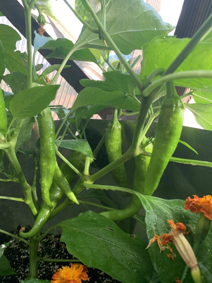 green chile peppers