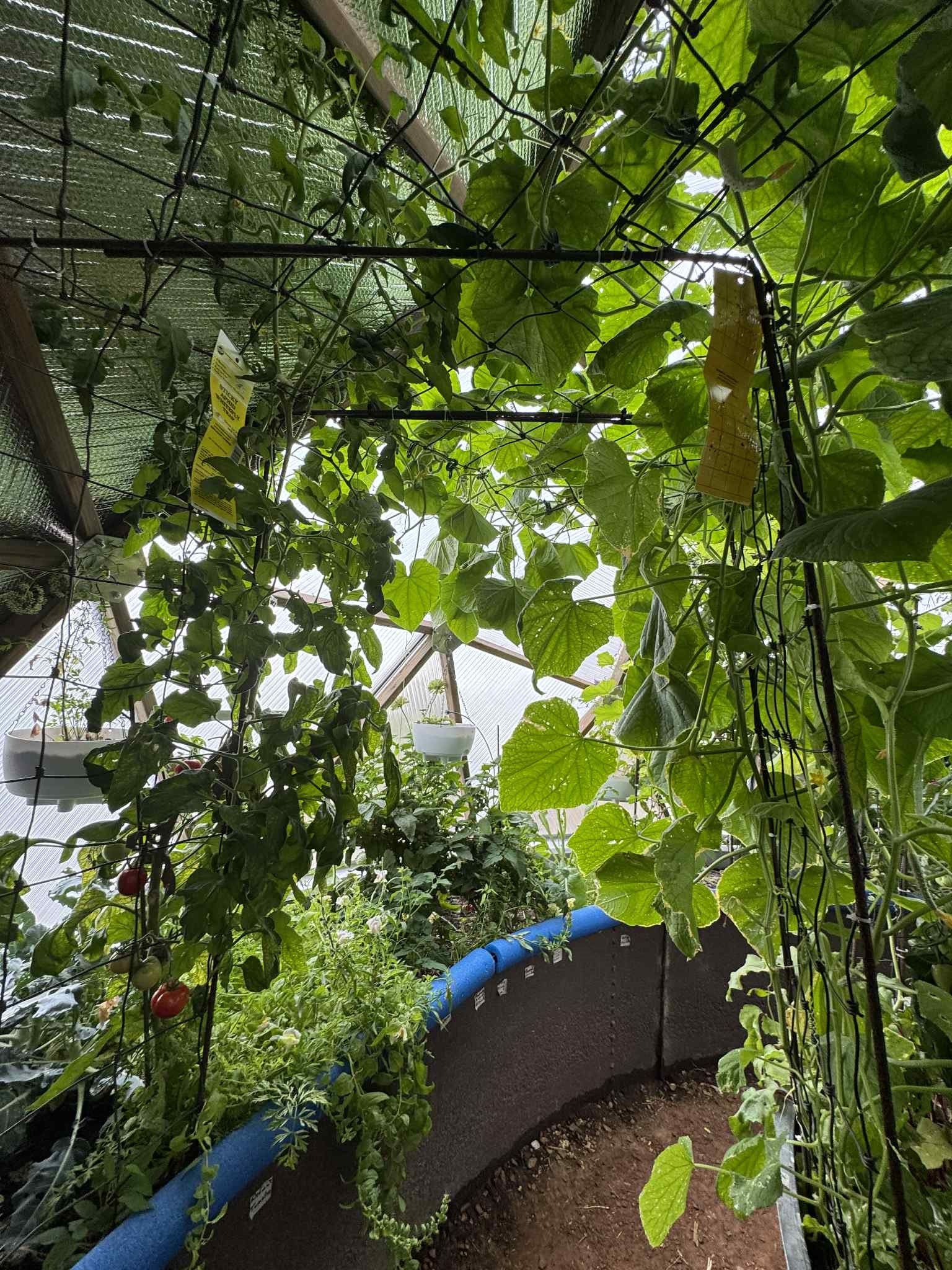 hog wire trellis