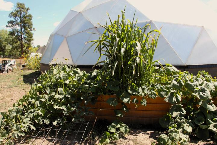 Pumpkin, squash and corn plants growing in a raised bed outside