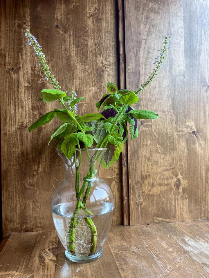 coleus cuttings in a vase with water growing new roots