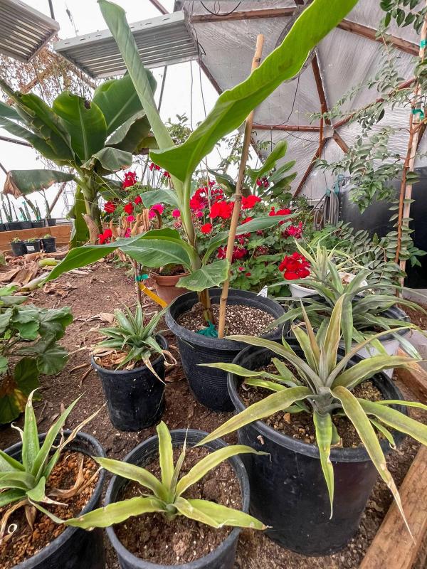 pineapple and banana plants