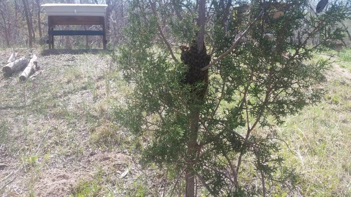 Swarm of Honeybees on Tree