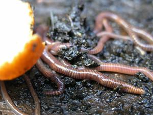 worms