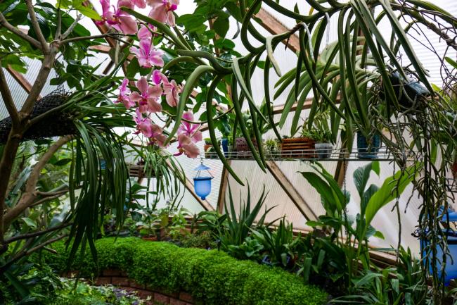lush tropical plants like orchids growing in a growing dome greenhouse