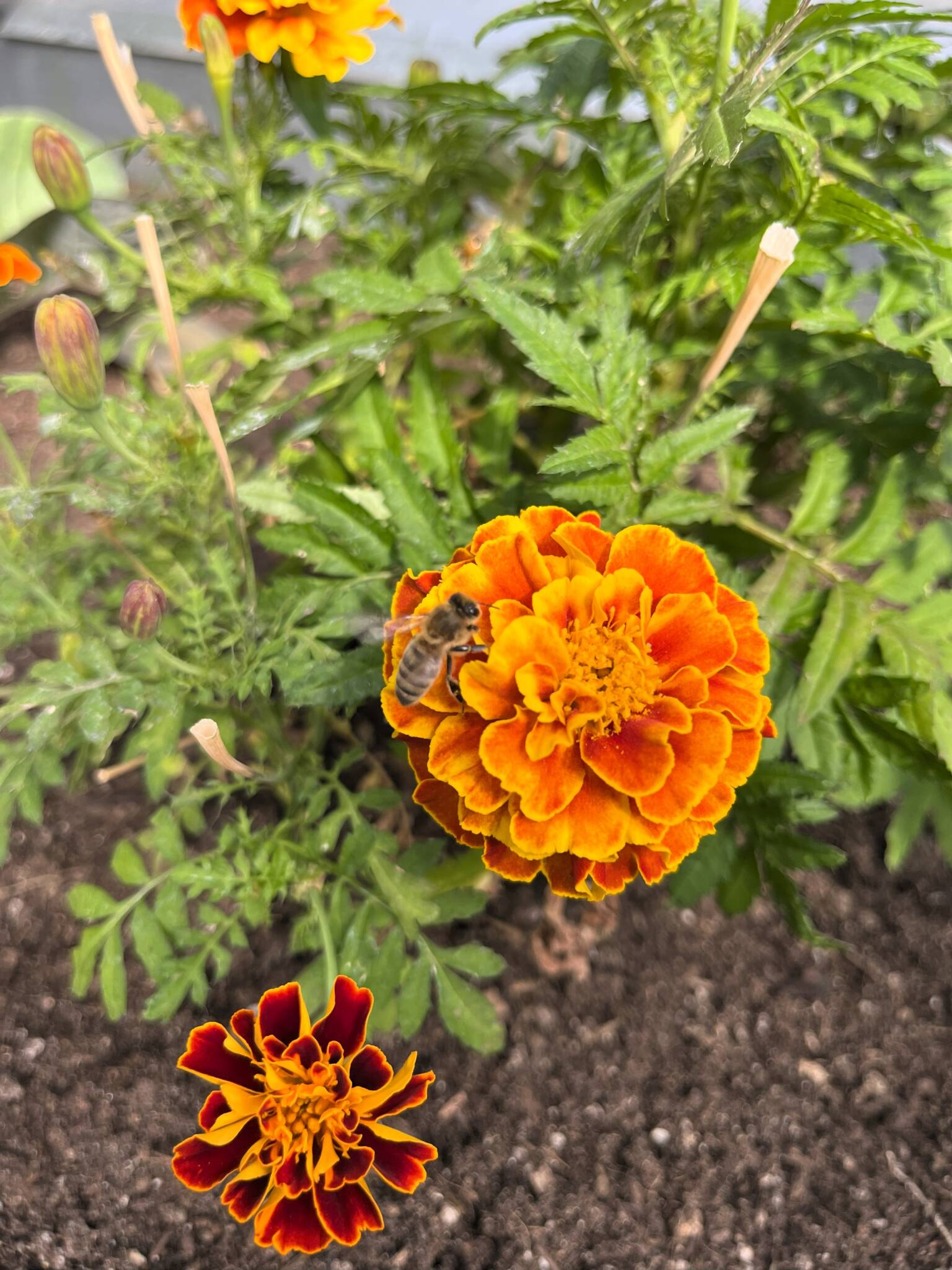Marigolds growing in a dome, you can see a honeybee on the flower