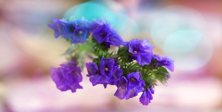close up of purple statice flowers photo from Pixabay