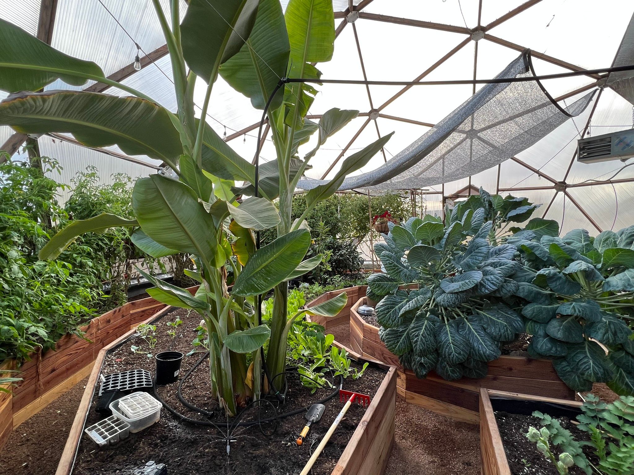 inside a Growing Dome Greenhouse with concentric raised beds a healthy banana plant is growing in the foreground
