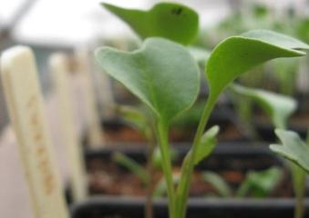 How to Start and Transplant Vegetables image