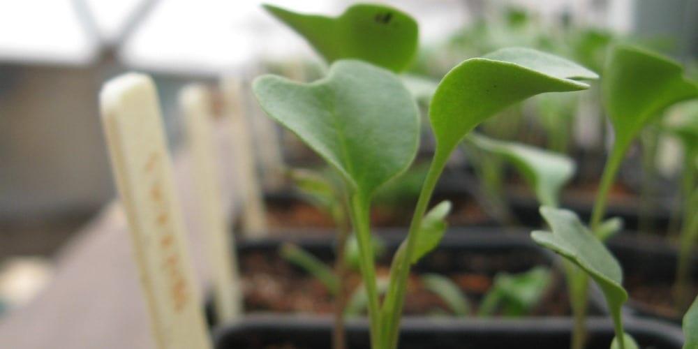 How to Start and Transplant Vegetables image