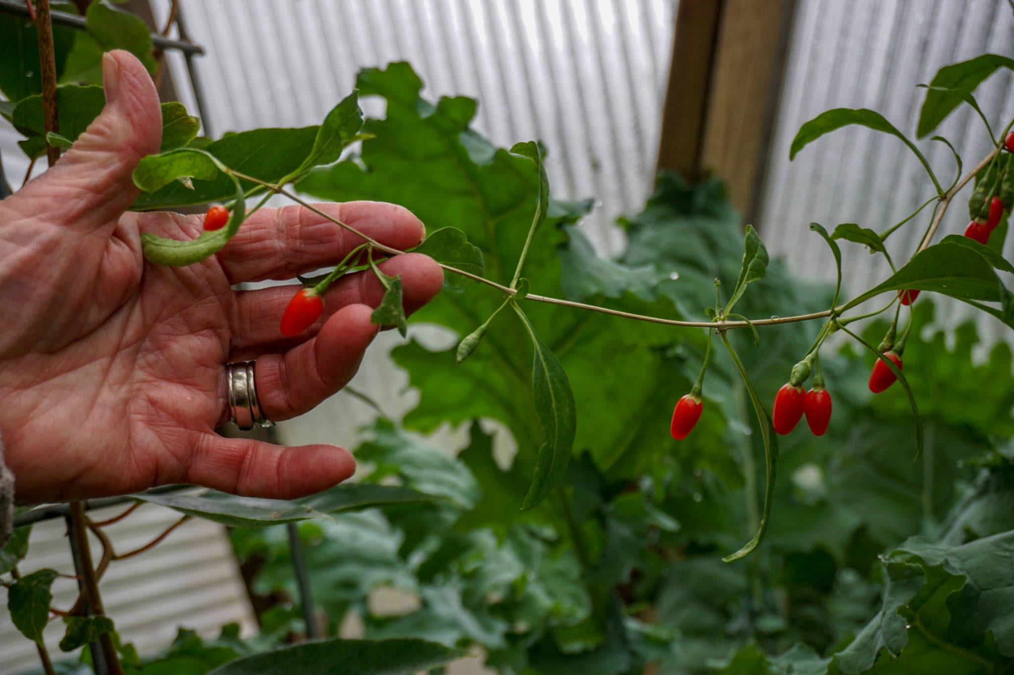 Berries in dome greenhouse