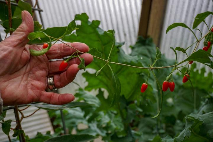 Berries in dome greenhouse