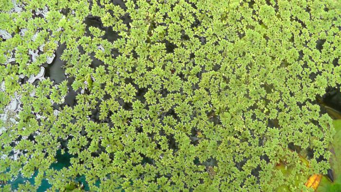 Many small fern like fronds floating on the surface of a pond