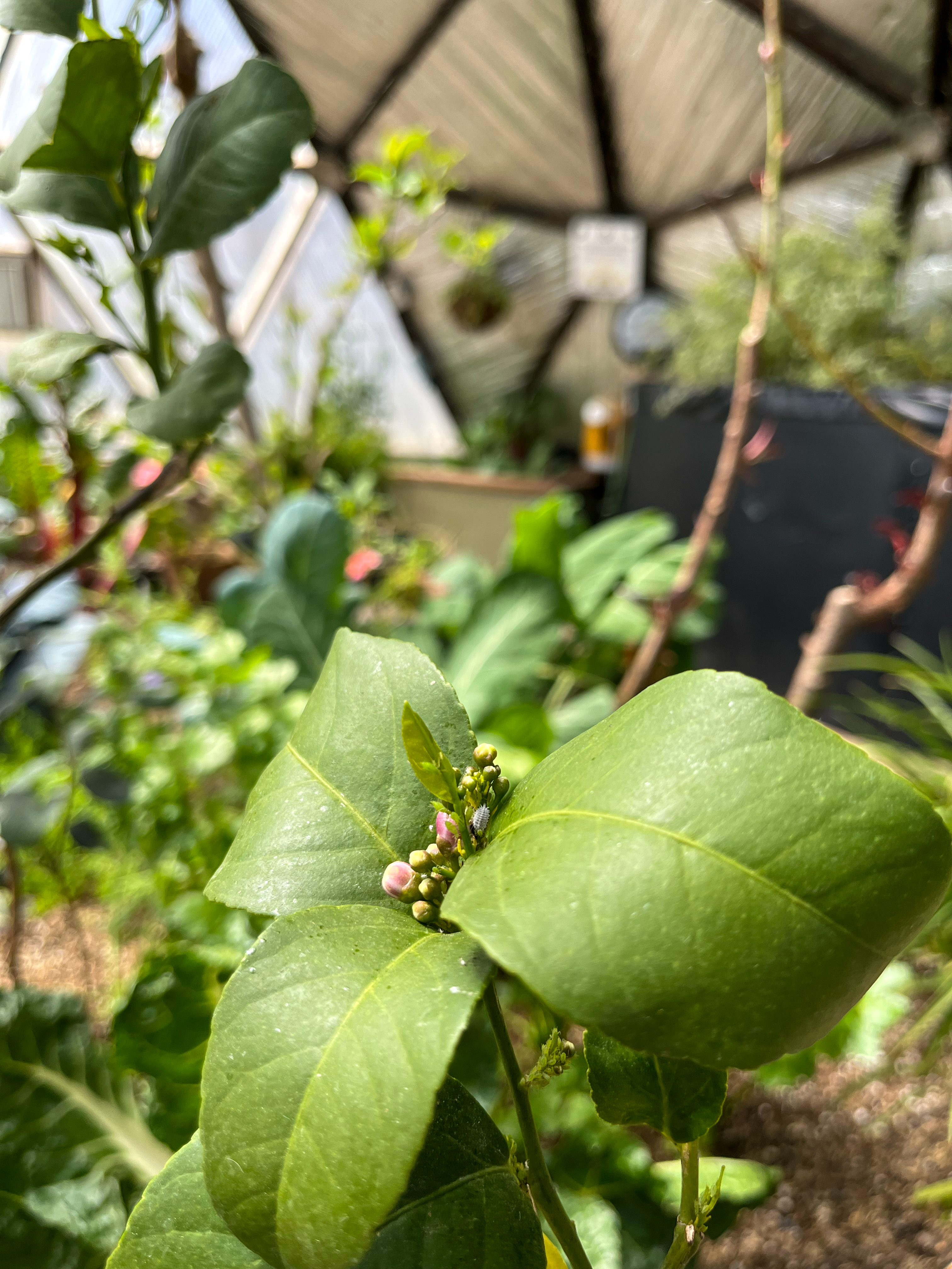 mealy bug and aphids on a plant