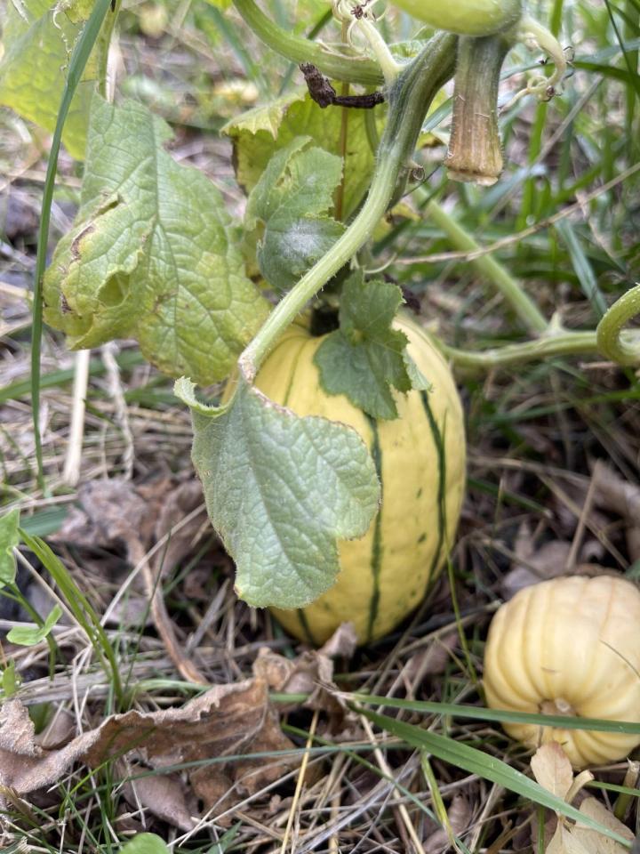delicata winter squash