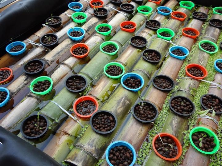 Aquaponics beds