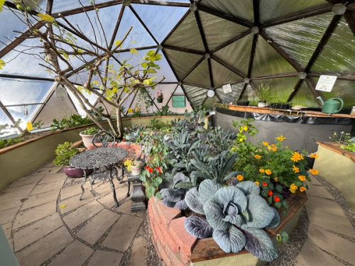 winter garden in a growing dome with a deciduous fig tree dropping leaves