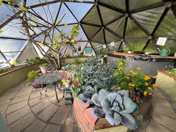 winter garden in a growing dome with a deciduous fig tree dropping leaves