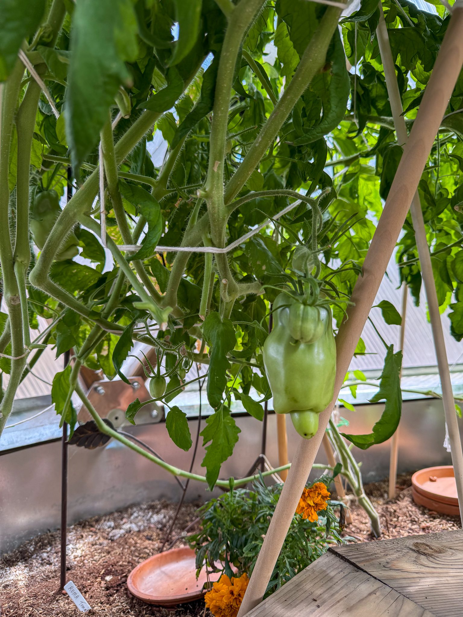 Large green roma tomato on large bushy plant in a greenhouse