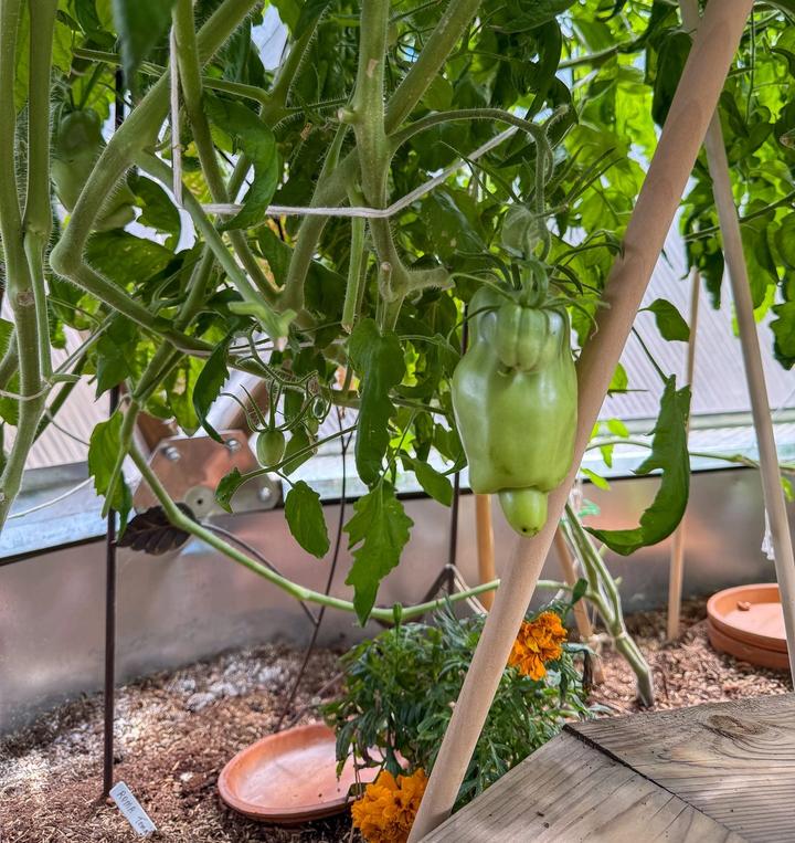 Large green roma tomato on large bushy plant in a greenhouse
