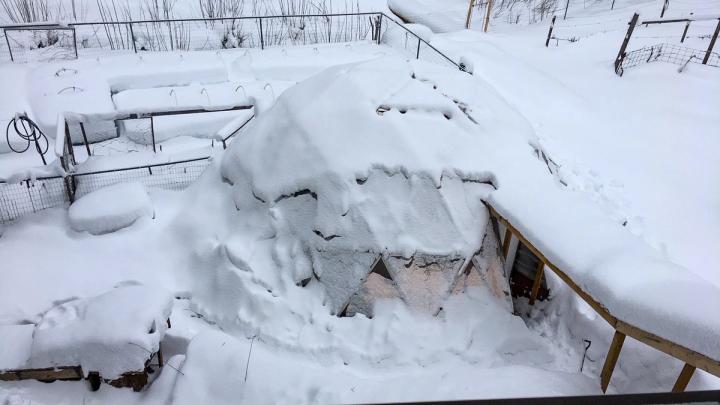 greenhouse covered in snow