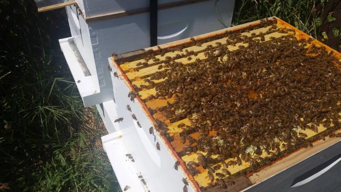 Langstroth Hive open and showing the bees