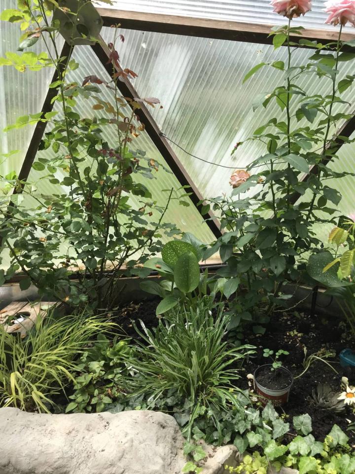 dome garden