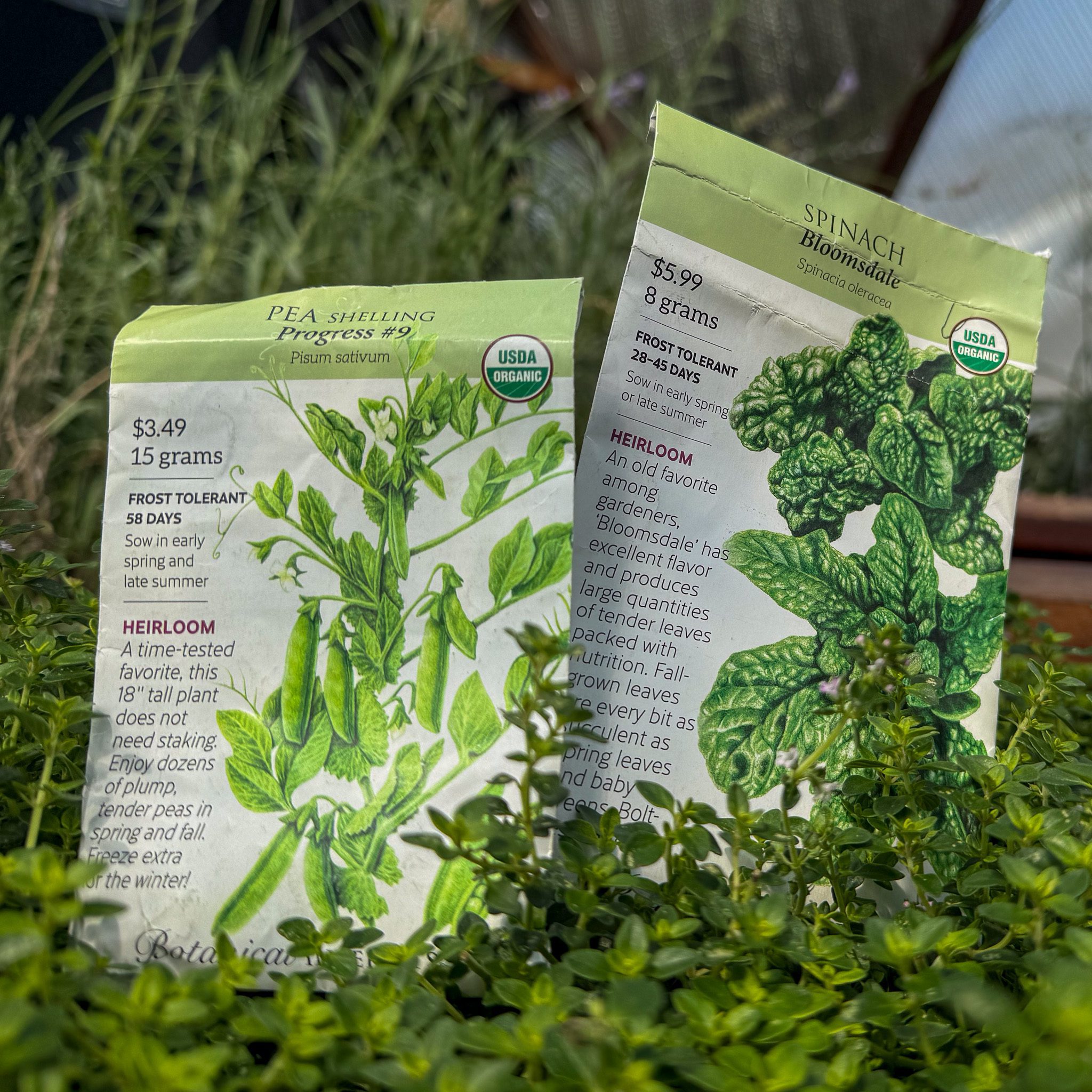 Two Botanical Interests seed packets in a thyme plant